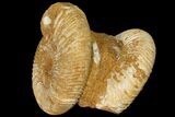 Pair Of Ammonite (Perisphinctes) Fossils - Jurassic #133846-2
